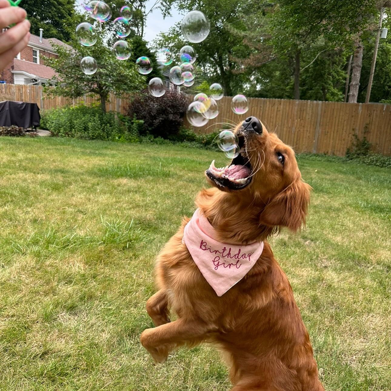 BubbleLick Bubble Treats Maple Bacon Flavored Bubbles for Pets